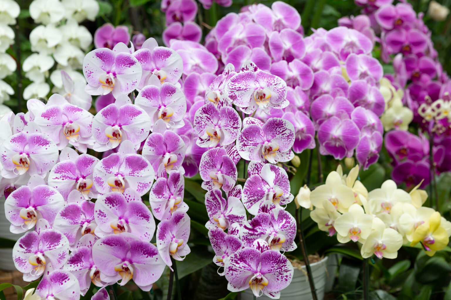 お祝いに贈る胡蝶蘭の花