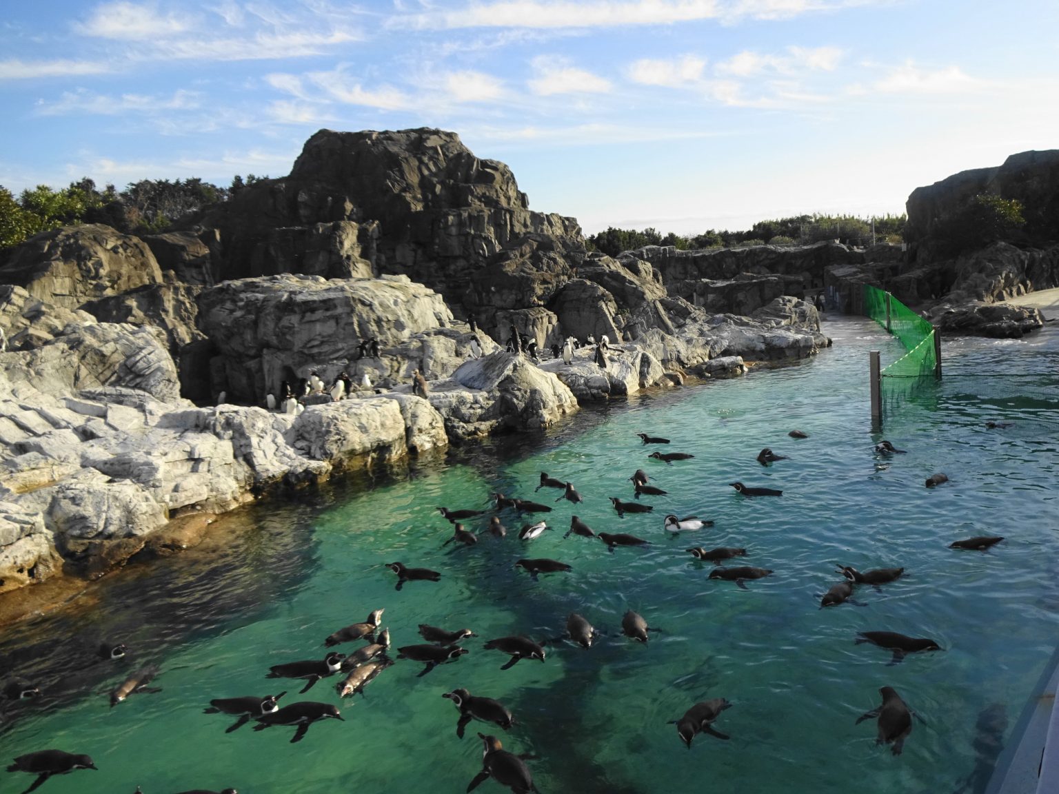 ペンギンの展示場