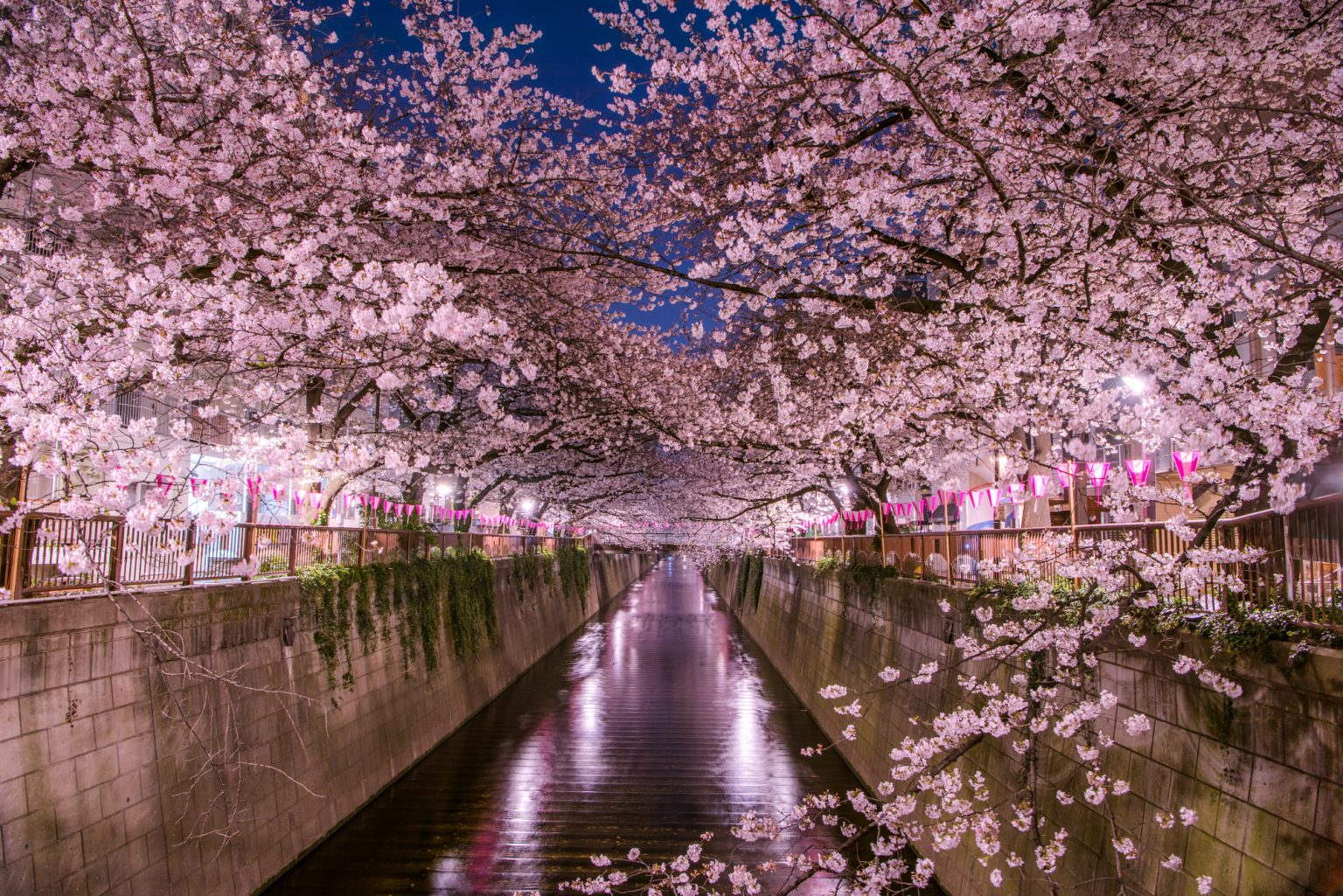 目黒川の夜桜