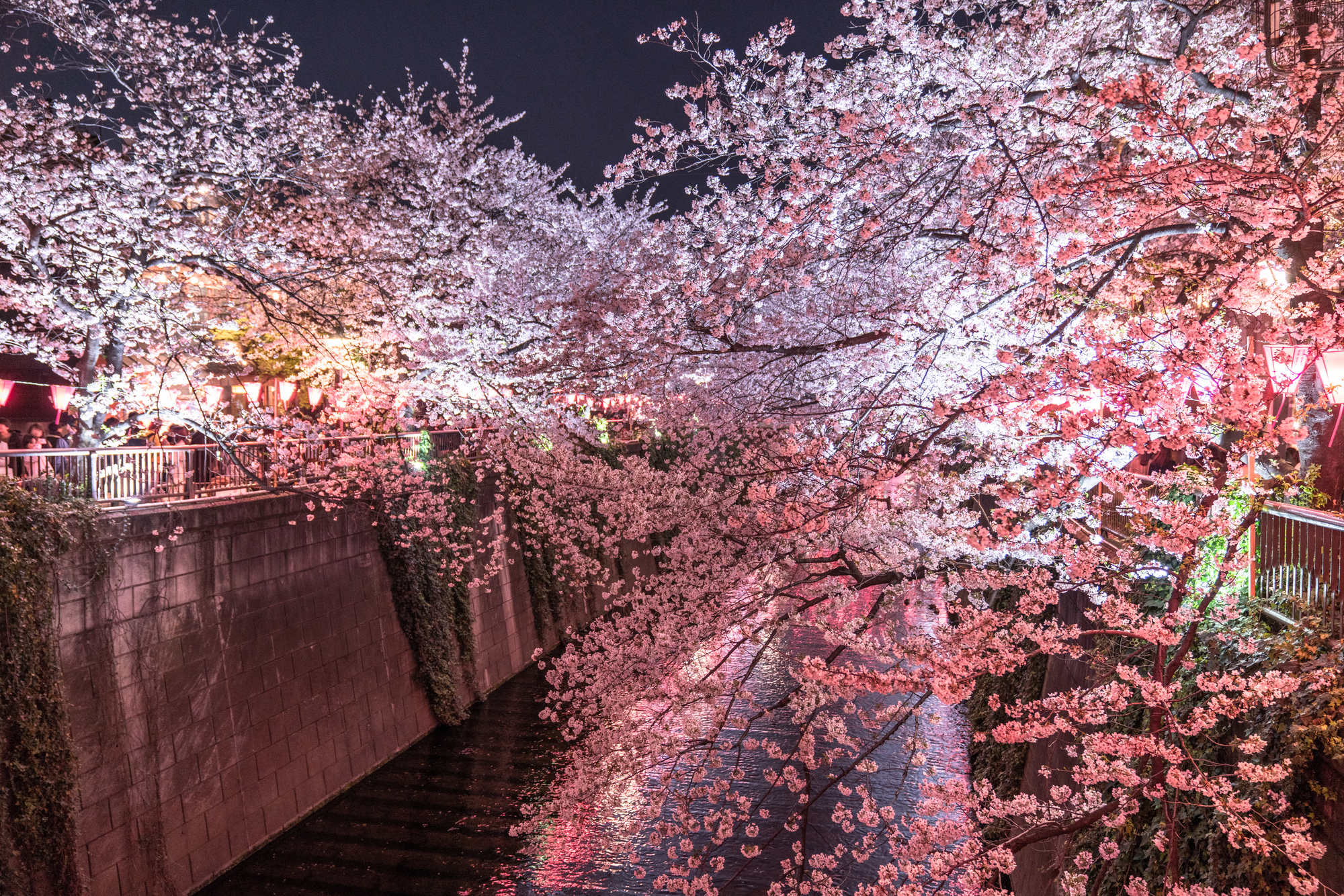 夜桜がきれいな目黒川