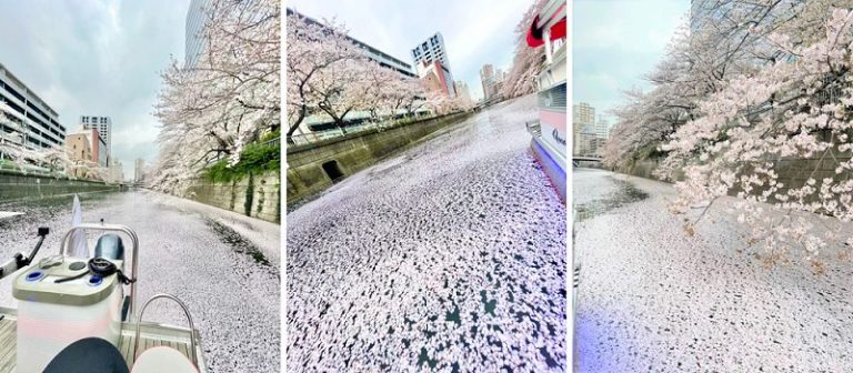 2021お花見CHANDONクルーズで撮影した花筏