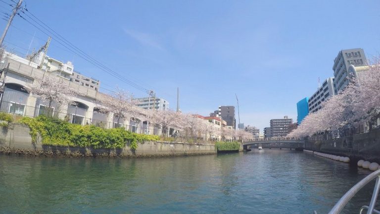 船から見た大岡川プロムナードの桜並木