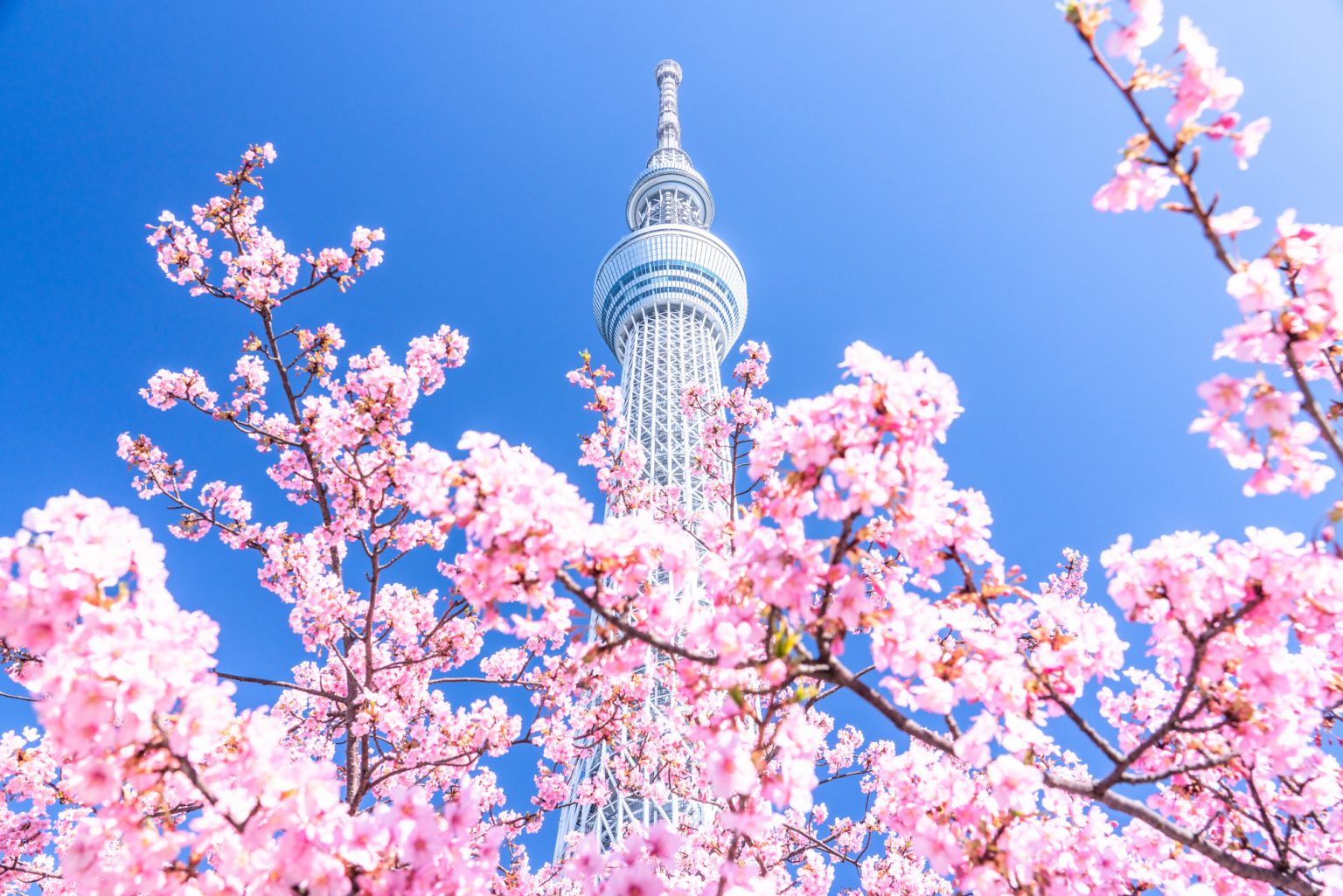 スカイツリーと桜