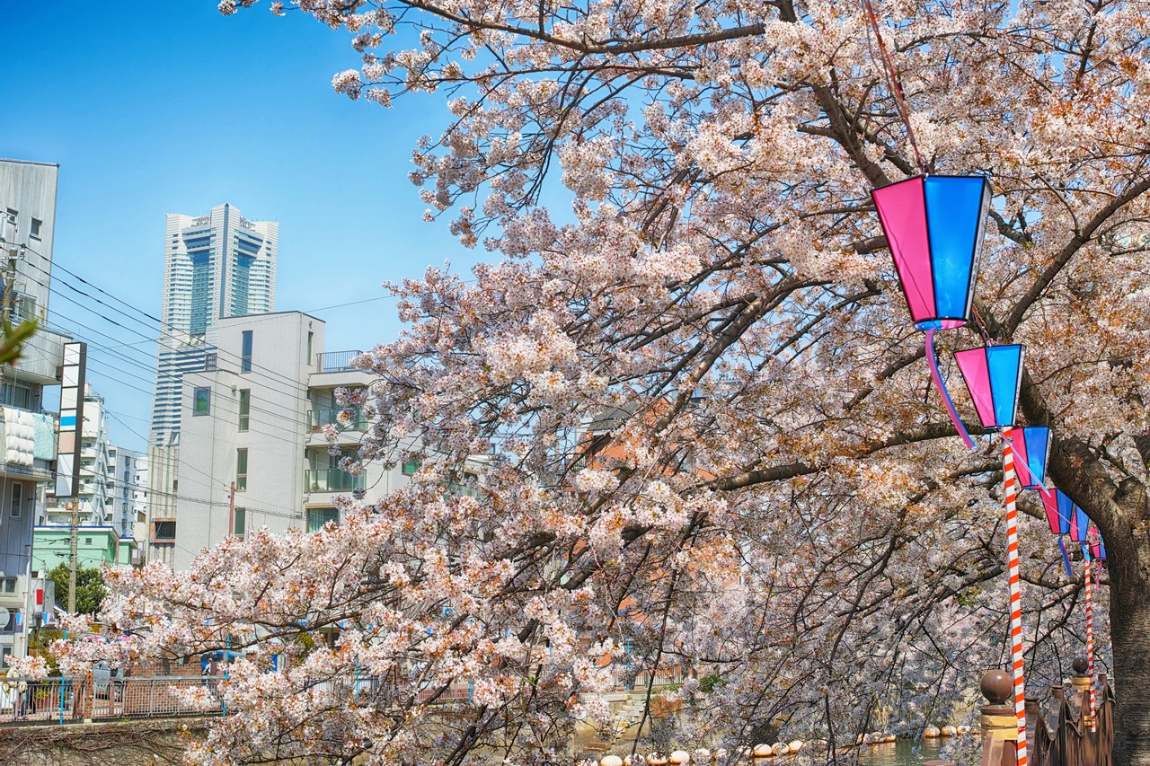 大岡川のぼんぼり