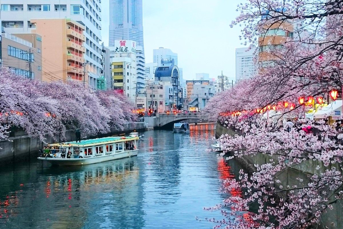 大岡川で花見クルーズをする中型クルーザー「オリエンタル」号