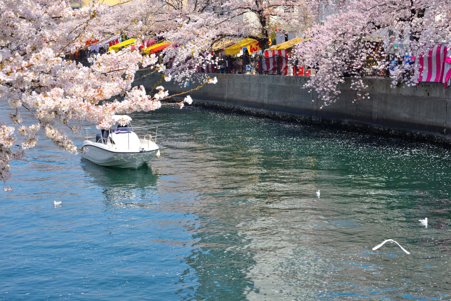 桜とクルーズ船