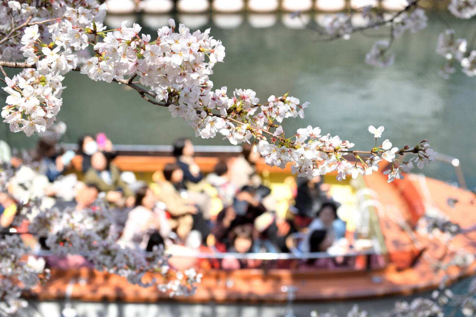 桜とクルーズ船の乗客