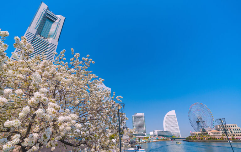横浜の桜のイメージ
