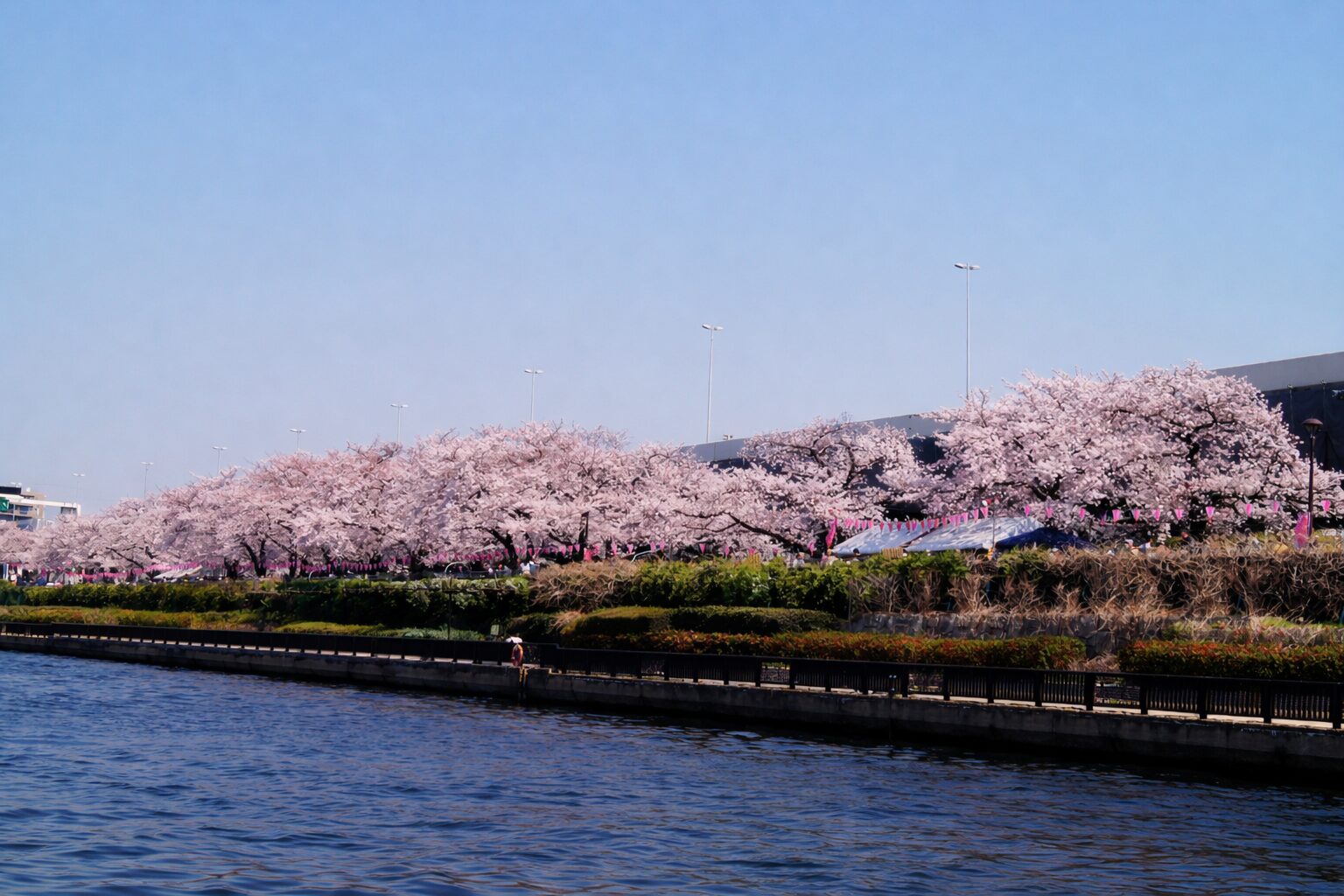 隅田エリア　桜並木