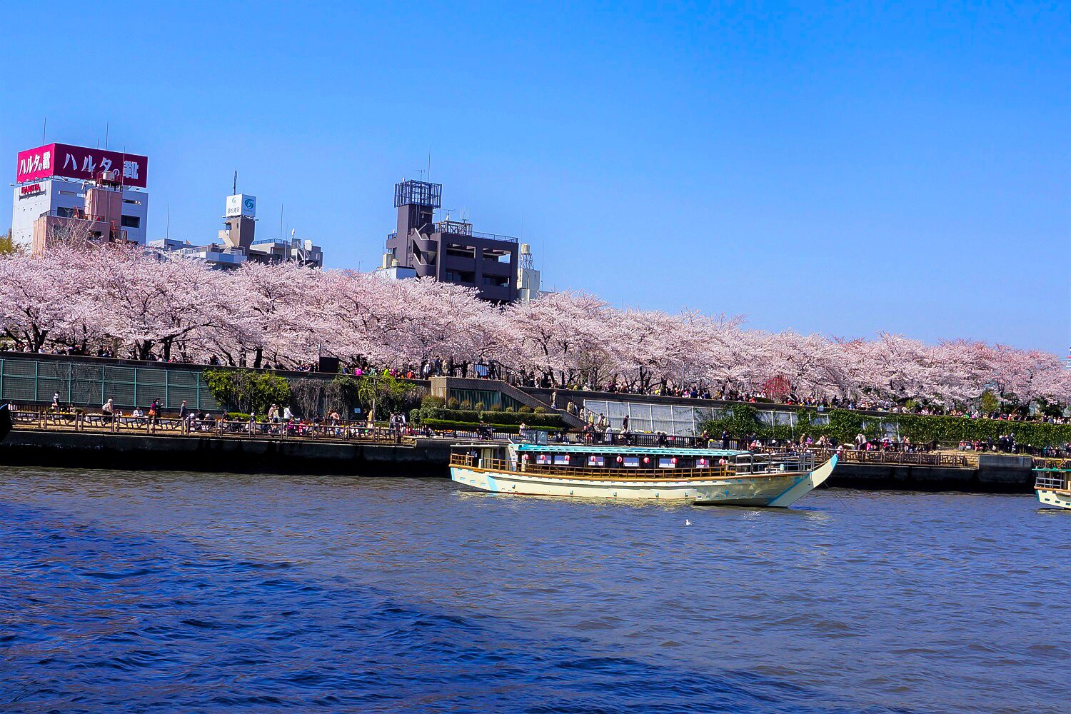 隅田川付近でお花見クルーズをする屋形船