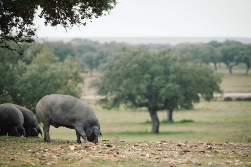 イベリコ豚